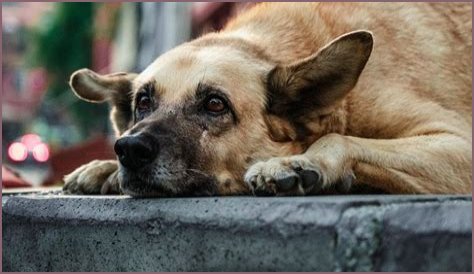 IMSKIRBY Dog: The Ultimate Companion for Families and Pet Lovers